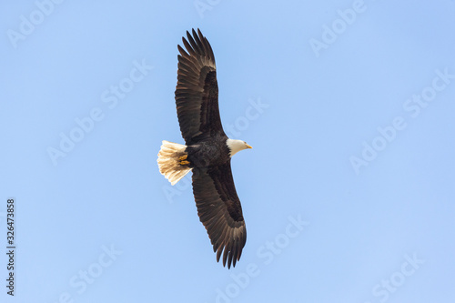 Flying Bald eagle