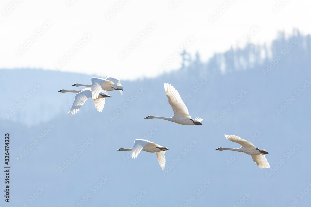 Flying Trumpeter Swan