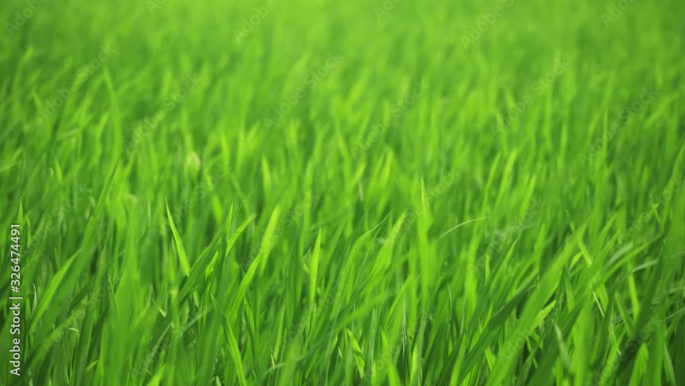 Green field of rice growing in Asia. Nature and harvest background. Green young rice field, wind blowing, Green rice plants growing. Green field of rice growing in Asia. Nature and harvest background. Green young rice field, wind blowing, Green rice plants growing.