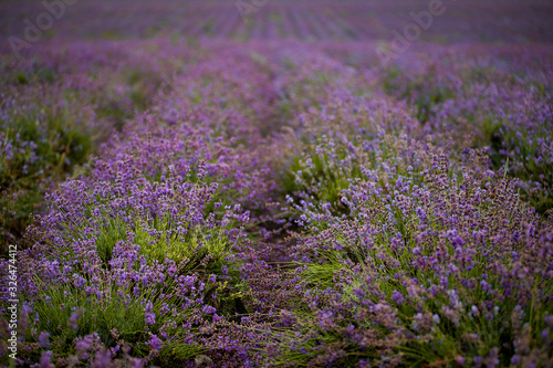 Provence  Lavender field. Lavender flowers close up