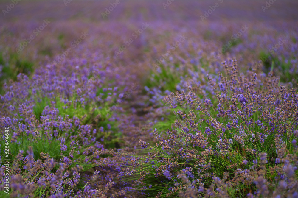 Provence, Lavender field. Lavender flowers close up