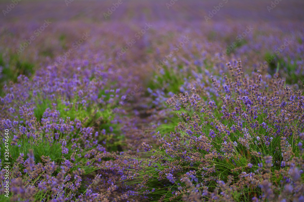 Obraz premium Provence, Lavender field. Lavender flowers close up