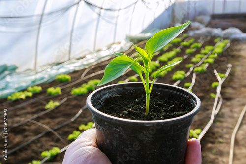 Pepper seedlings in plastic pots. Growing seedlings in early spring in the greenhouse.
