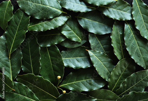 Photography of laurel leaves for food background