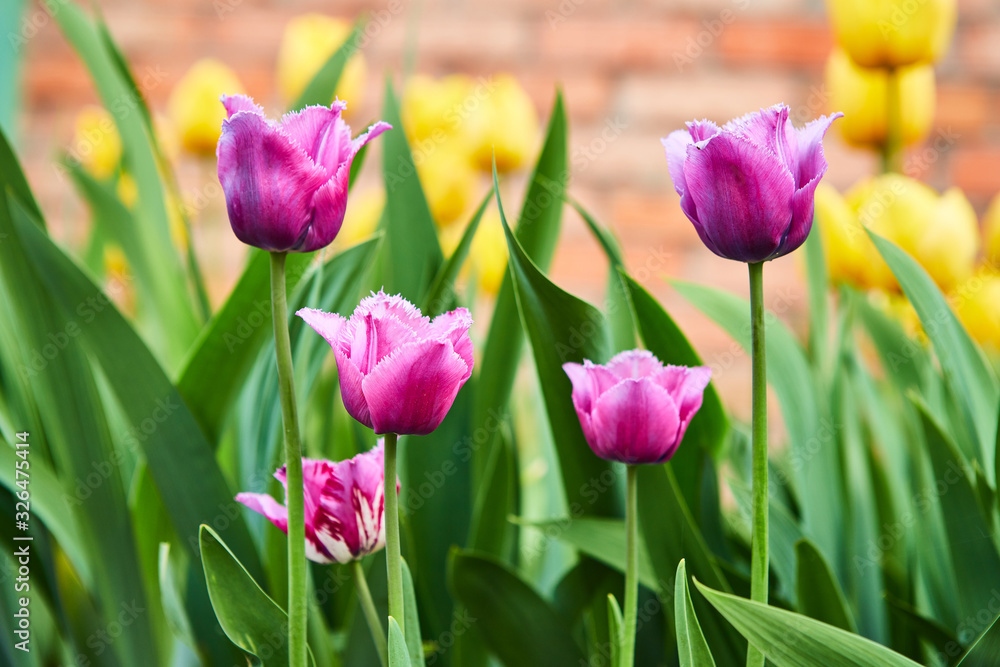a lot of beautiful lilac tulips growing in the garden on springtime as flowers concept a lot of beautiful lilac tulips growing in the garden on springtime as flowers concept