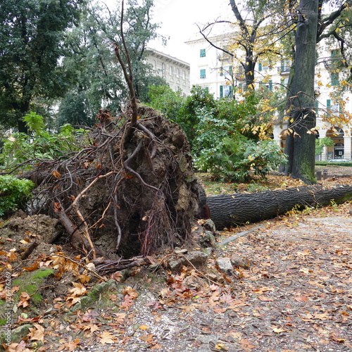 Albero secolare sradicato  nel parco per il forte vento di burrasca photo