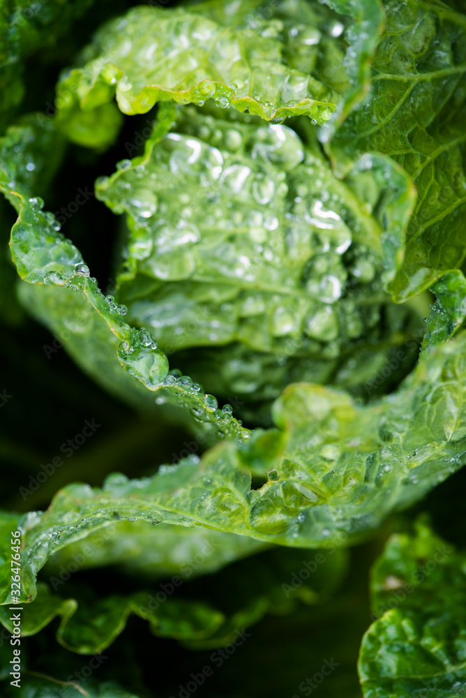 dew drops on cabbage plants in garden, organic greens water droplets, green crops fresh leaves dew drops on cabbage plants in garden, organic greens water droplets, green crops fresh leaves