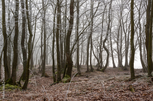 Fototapeta Naklejka Na Ścianę i Meble -  Łagodna zima na Podlasiu. Dolina Narwi. Krajobraz z mgłą i szronem. Polska