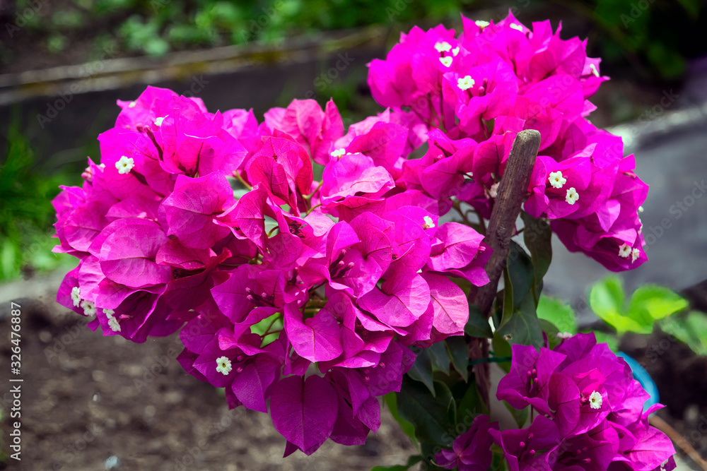 Garden flowers on a background of green foliage. Garden flowers on a background of green foliage.