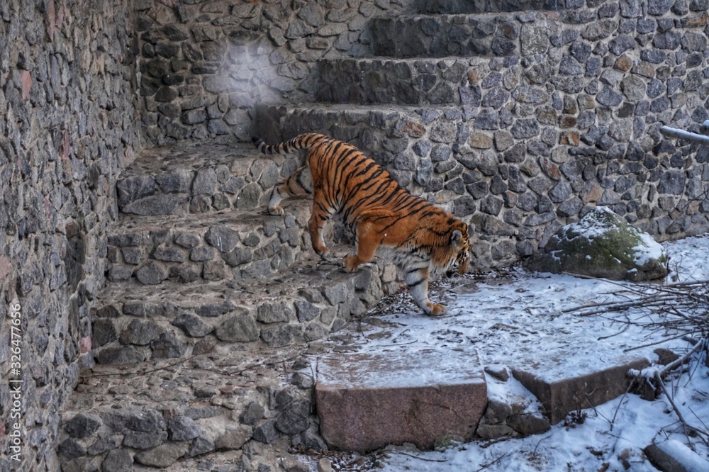 Fototapeta premium A tiger walks through an open-air cage in a zoo. Winter.