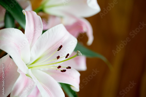 White and pink lilies in  a vase  close up