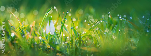 panorama with spring light and snowdrop in dew