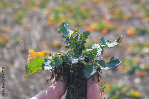 An agronomist holds a young plant of winter rape.