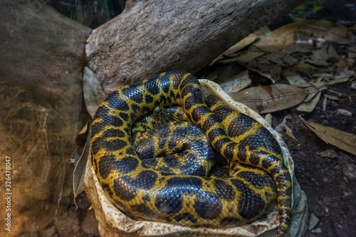 Paraguayan anaconda in a terrarium at the Kiev zoo
