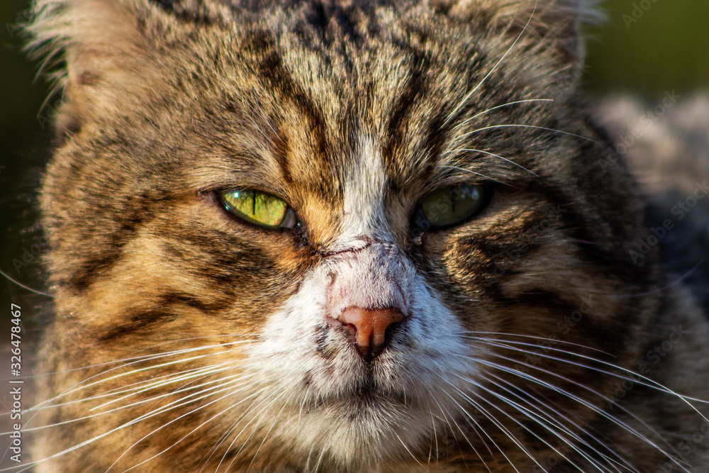 portrait of cat on a background