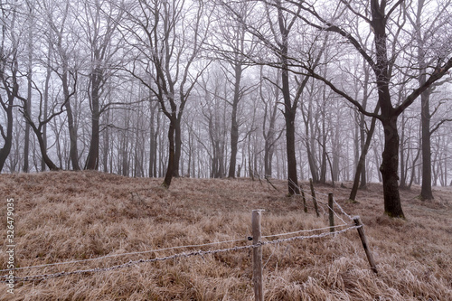 Fototapeta Naklejka Na Ścianę i Meble -  Łagodna zima na Podlasiu. Dolina Narwi. Krajobraz z mgłą i szronem. Polska
