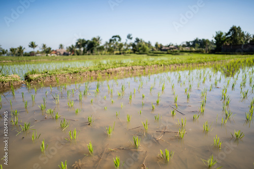 Tetebatu, Lombok - Circa July 2019 - Visiting the rice people in tetebatu photo