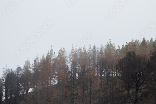 bosque cubiertos por neblina