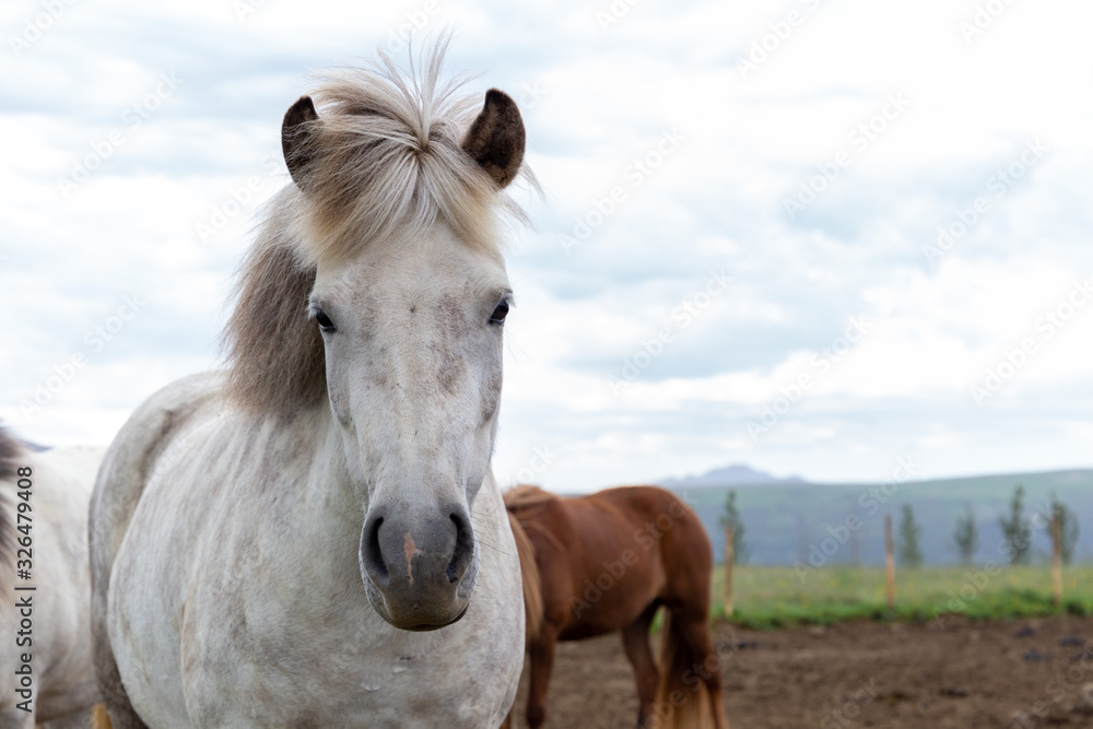 Obraz premium Portrait of gorgeous white icelandic horse standing against the wind with fluttering hair