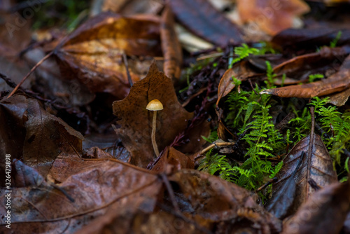 small wild mushrooms growing on forest floor, decomposing 