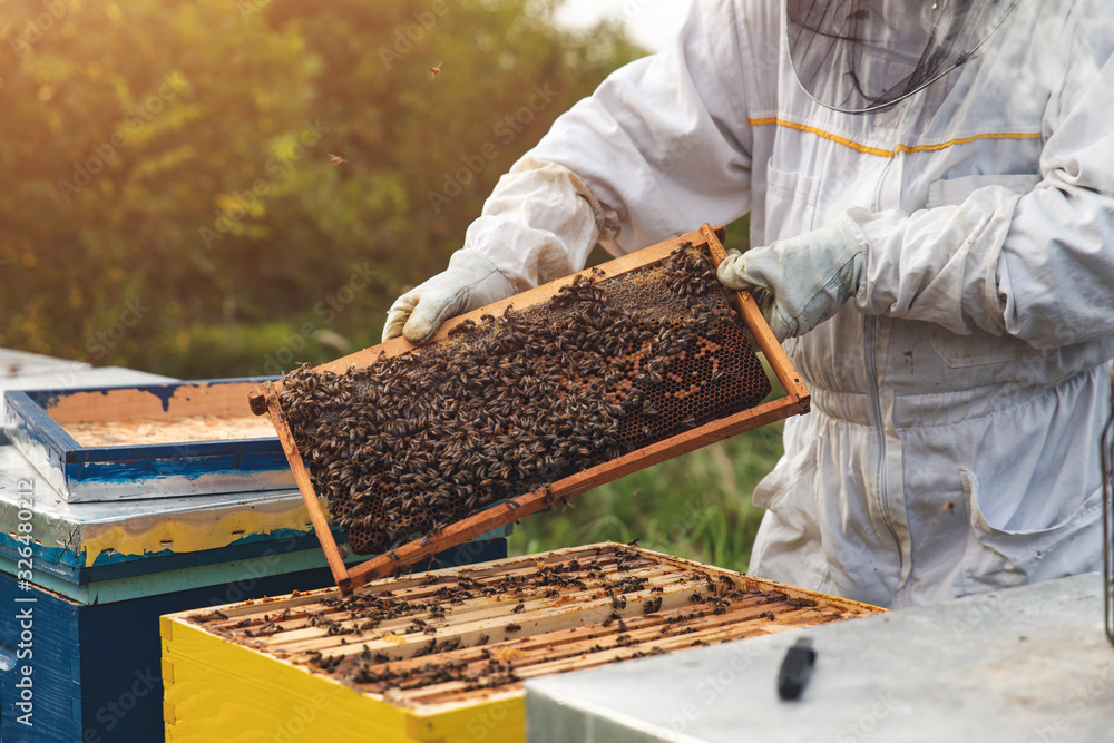 Beekeeper is working with bees and beehives on the apiary. Beekeeper is working with bees and beehives on the apiary.