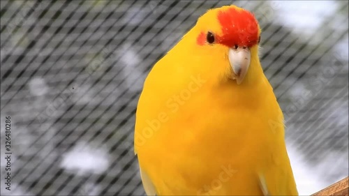 Yellow bird parakeet (Cyanoramphus novaezelandiae), Red-fronted Kakariki parakeet yellow colored, photo