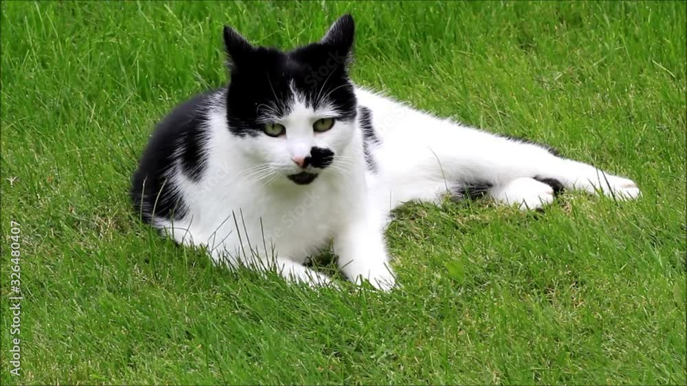 female cat black white lying on meadow female cat black white lying on meadow