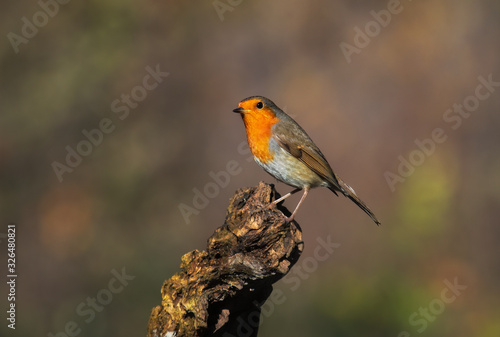 Close up portrait of an European robin on a wood trunk in a forest during autumn