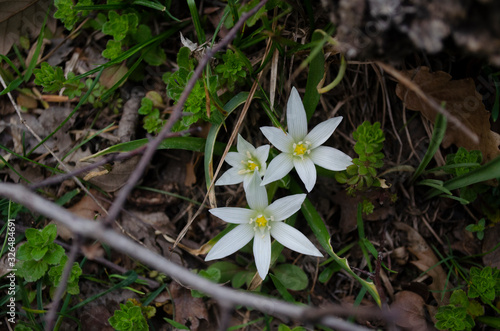 white flowers in garden