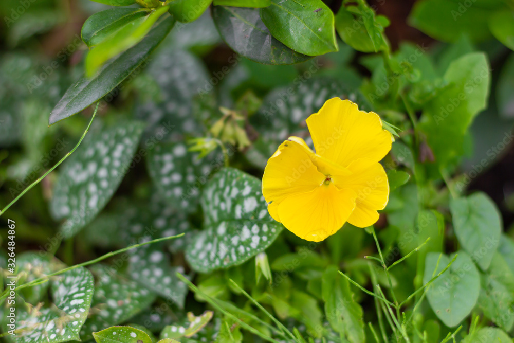 One yellow flower close-up on a background of green leaves. One yellow flower close-up on a background of green leaves.
