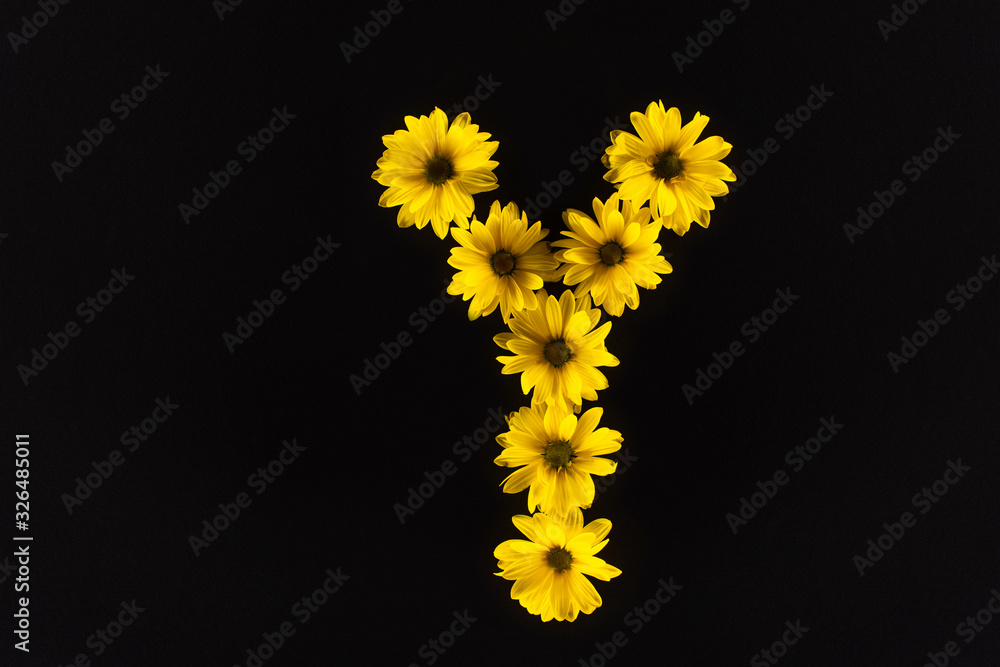 top view of yellow daisies arranged in letter Y isolated on black