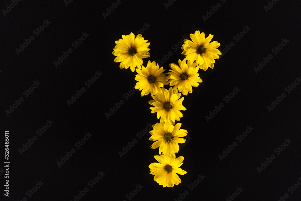 top view of yellow daisies arranged in letter Y isolated on black top view of yellow daisies arranged in letter Y isolated on black