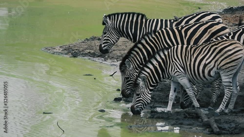 Zebra in South Africa eating and drinking water in Super Slow Motion. Sabi Sands Game Reserve 2020. 