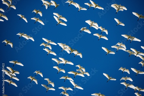 cattle egret in flight