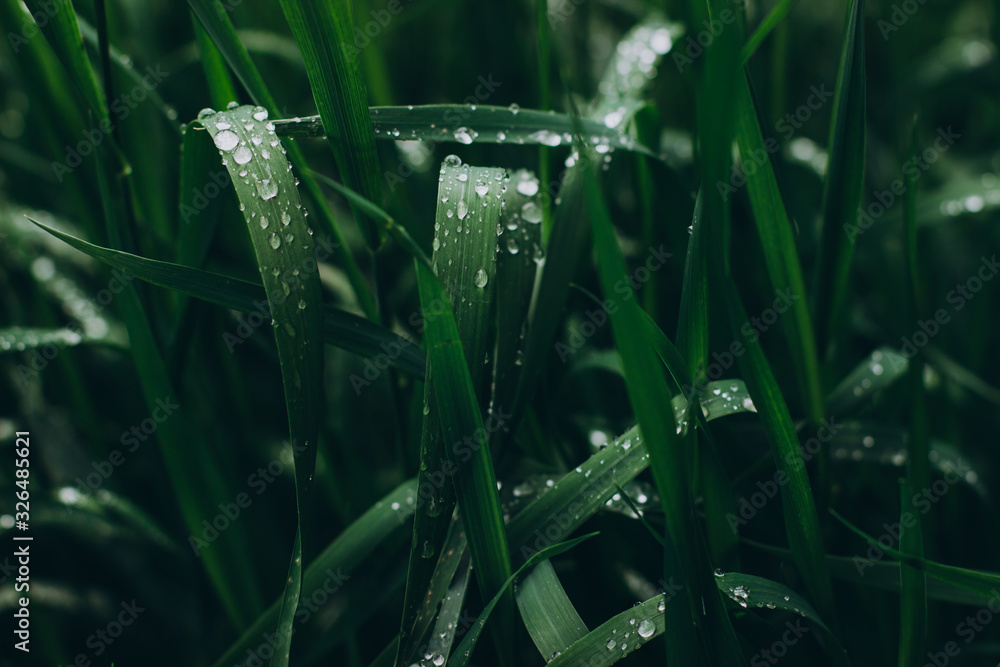 Drops on bright green grass after rain. Fresh plants background. Drops on bright green grass after rain. Fresh plants background.