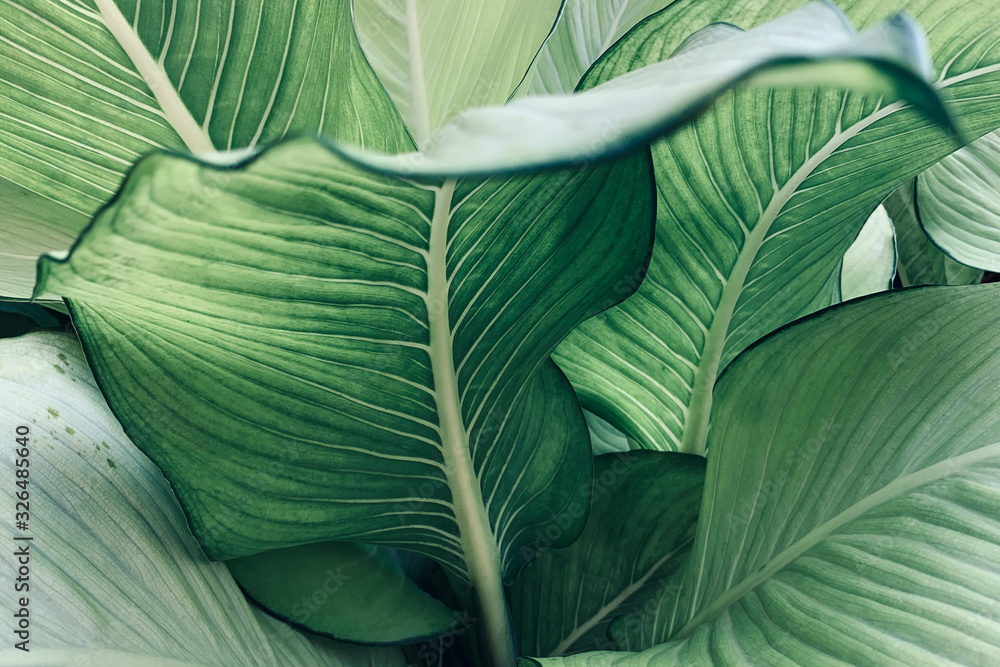 Fototapeta Tropikalny wzór zielonych bujnych liści.