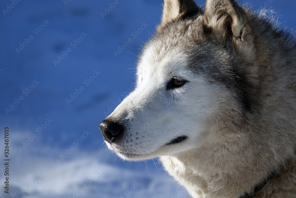 Gros plan sur les huskys au Plateau du Retord en France Gros plan sur les huskys au Plateau du Retord en France