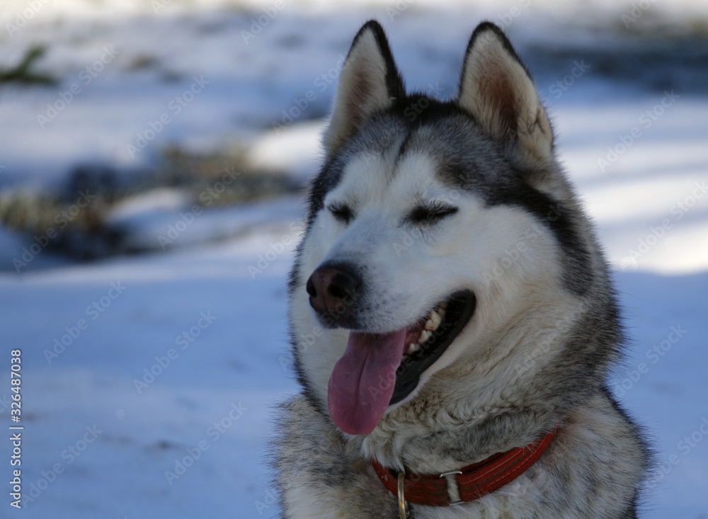 Gros plan sur les huskys au Plateau du Retord en France Gros plan sur les huskys au Plateau du Retord en France