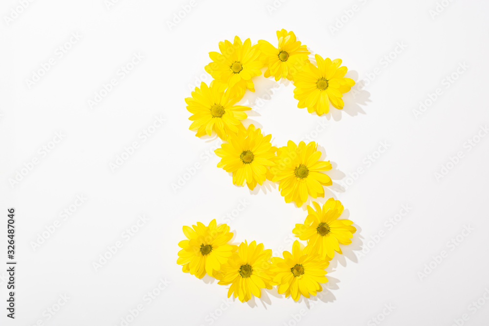 top view of yellow daisies arranged in letter S on white background top view of yellow daisies arranged in letter S on white background