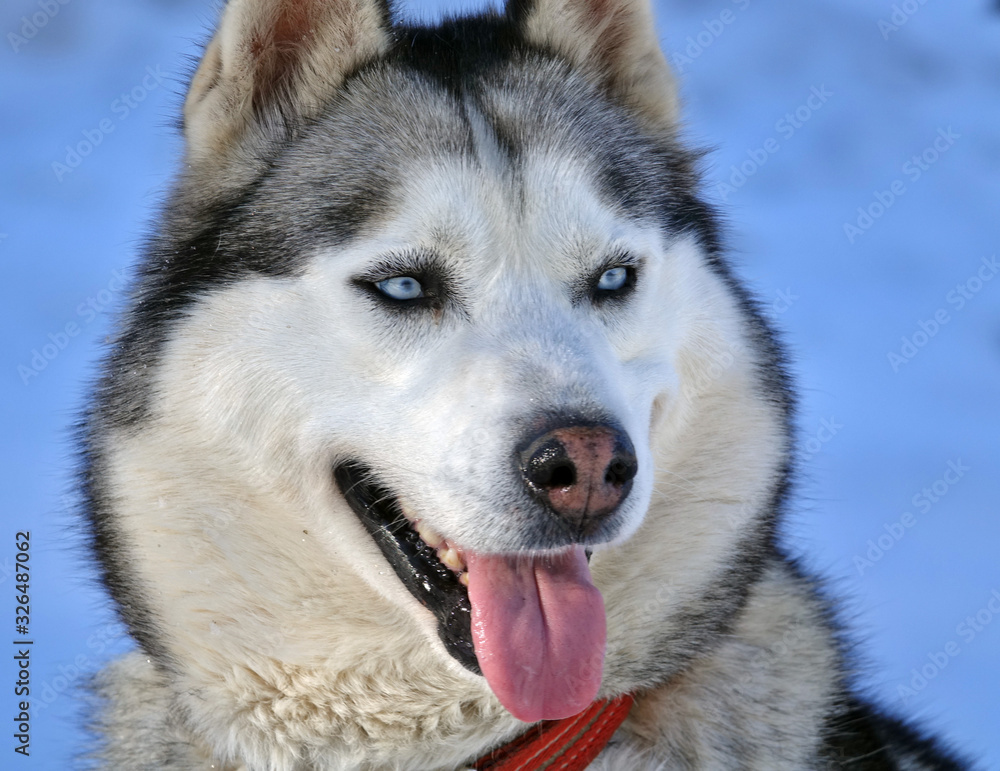 Gros plan sur les huskys au Plateau du Retord en France Gros plan sur les huskys au Plateau du Retord en France