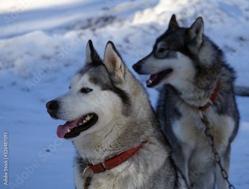 Gros plan sur les huskys au Plateau du Retord en France