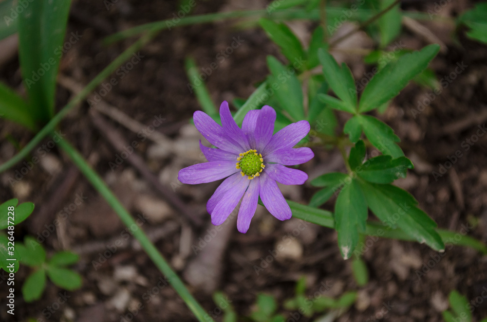 flower in the garden flower in the garden