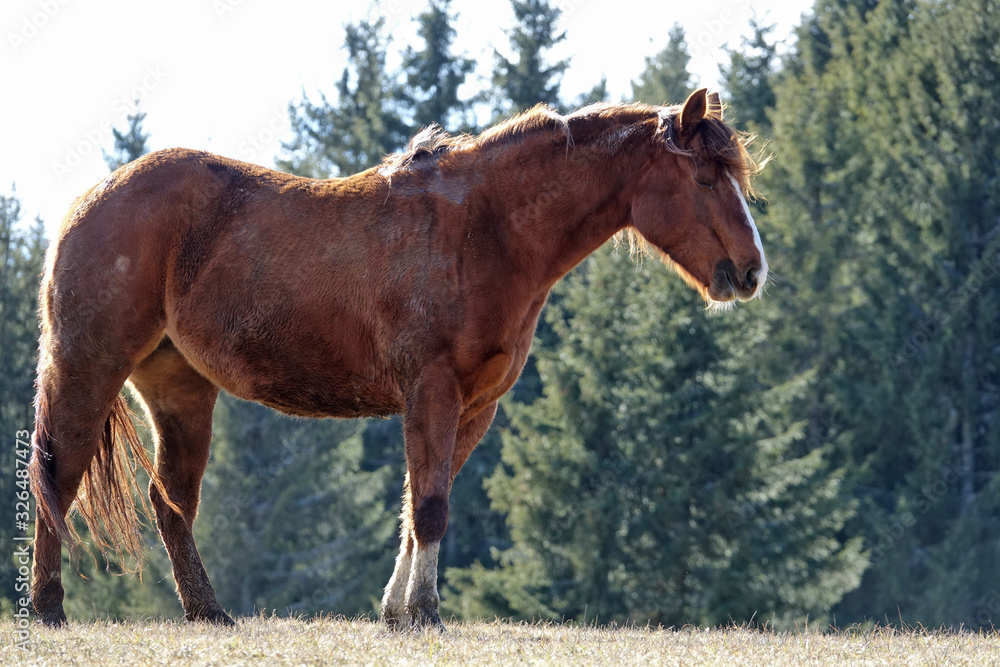Gros plan sur un cheval sur le Plateau du Retord Gros plan sur un cheval sur le Plateau du Retord
