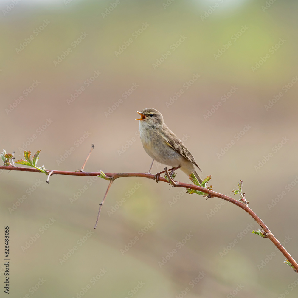 Common Chiffchaff (Phylloscopus collybita) perched on a branch. The common chiffchaff (Phylloscopus collybita), or simply the chiffchaff, is a common and widespread leaf warbler. Common Chiffchaff (Phylloscopus collybita) perched on a branch. The common chiffchaff (Phylloscopus collybita), or simply the chiffchaff, is a common and widespread leaf warbler.