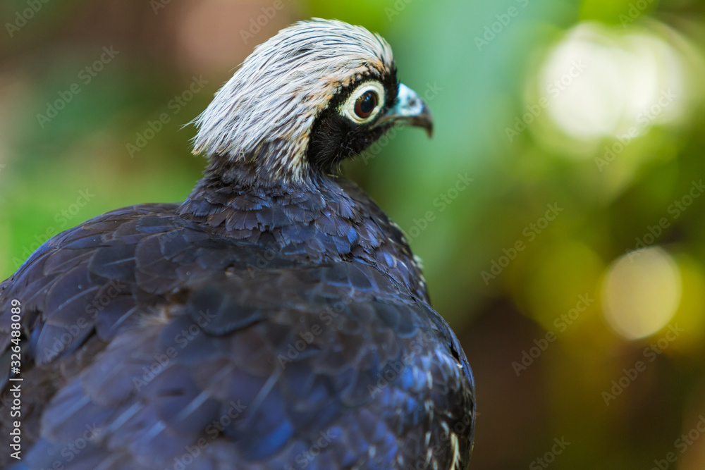 Fototapeta premium Black-fronted piping guan (Pipile jacutinga)