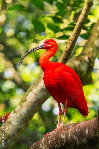 A scarlet ibis among the trees