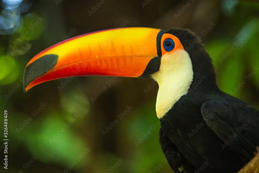 Fototapeta premium Toco toucan among the trees