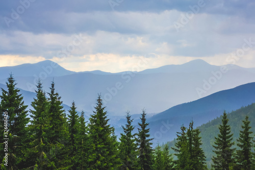 Spruce on a background of mountains in cloudy weather_