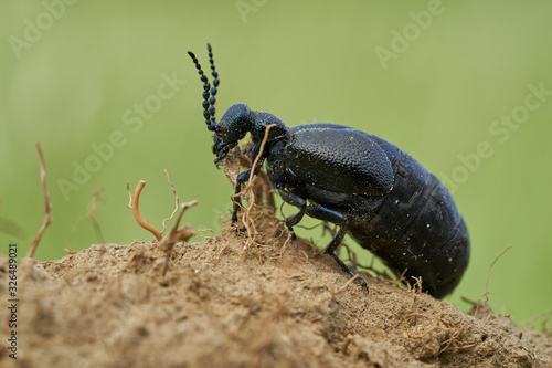 Oil Beetle Meloe proscarabaeus in Czech Republic photo