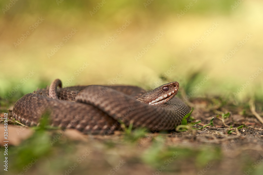Fototapeta premium Female of European viper Vipera berus in Czech Republic